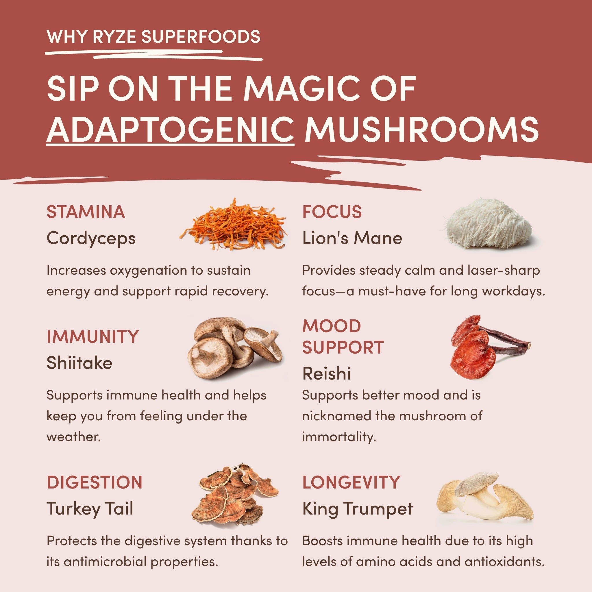 Mushroom Chicory (30 Servings) - Morning Mushroom Blend